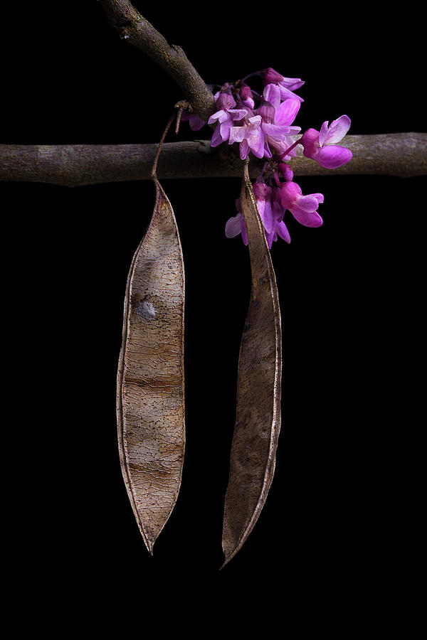 Spring Time Redbud 3 Photograph by Mike Eingle