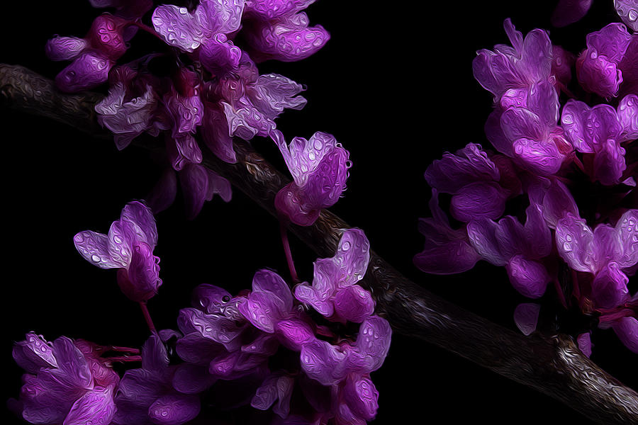 Spring Time Redbud 7 Photograph by Mike Eingle