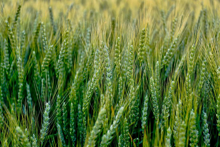 Spring to summer wheat Photograph by Lynn Hopwood