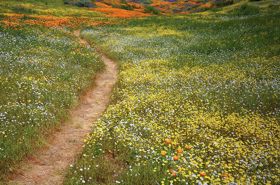 Spring trail through a sea of wildflowers at Diamond Lake in California Photograph by Jetson Nguyen