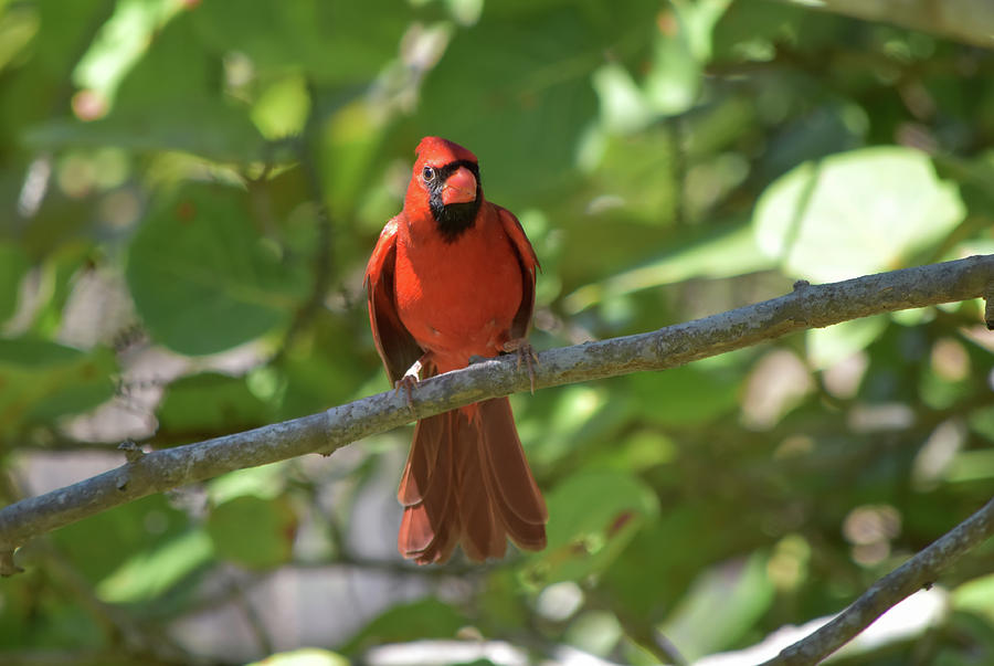 Cardinal Photograph - Spring Training Cardinal by William Tasker