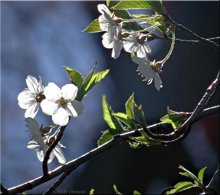Nature Photograph - Spring tree blossoms 3 by Mikki Cucuzzo