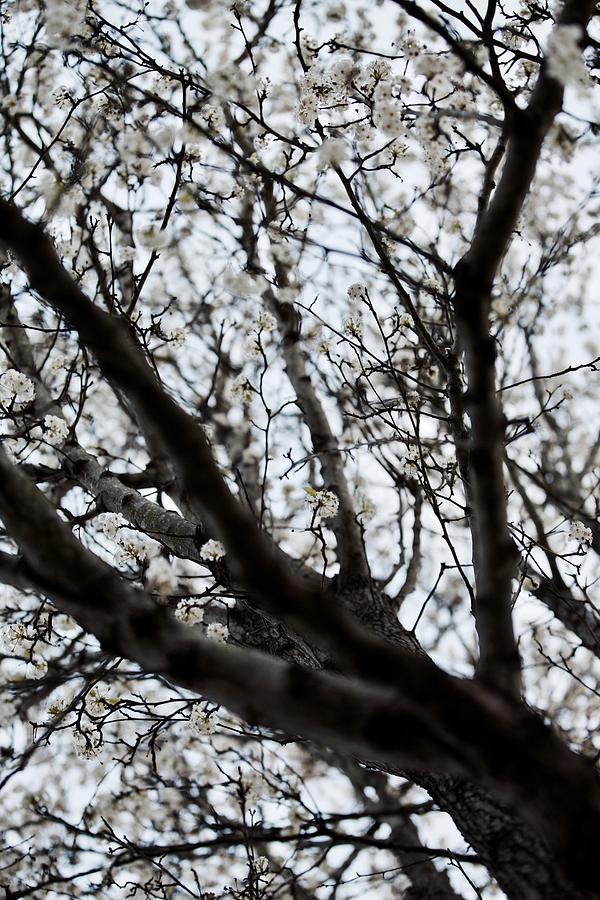 Spring Tree Photograph by Lara Morrison