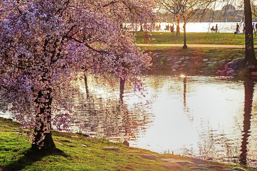Spring Tree on the Esplanade Charles River Boston MA Photograph by Toby McGuire