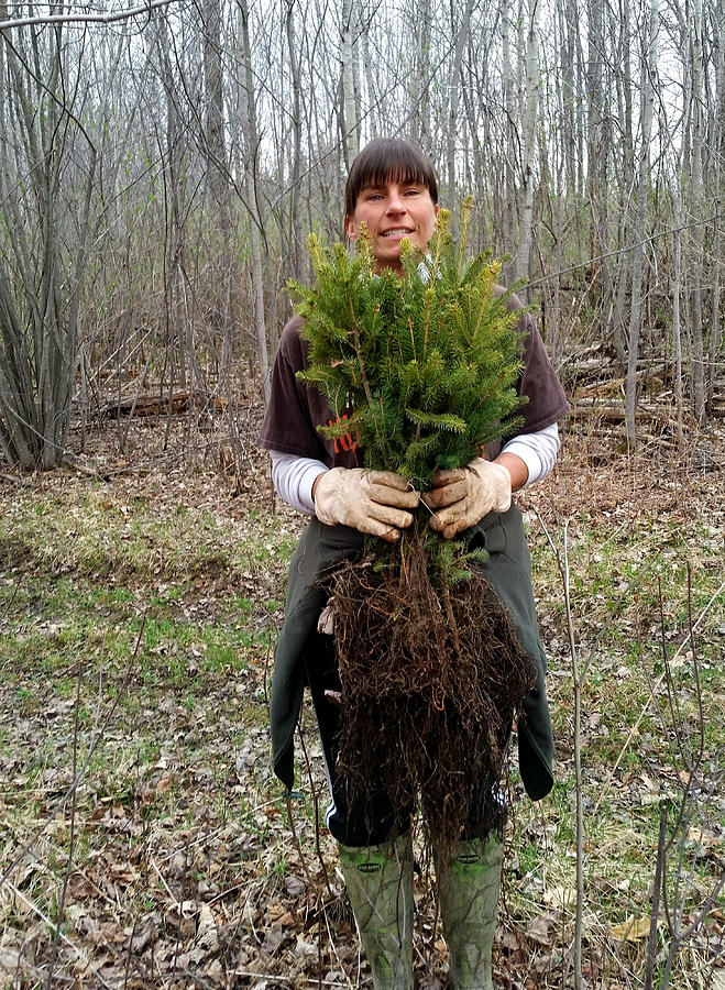 Spring Tree Planting Photograph by Brook Burling