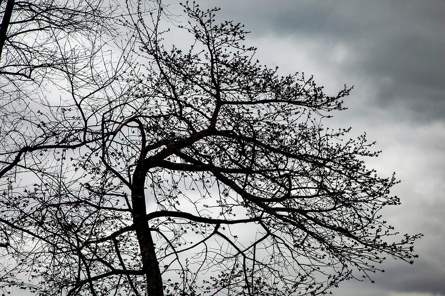 Spring Trees and Clouds 3 Photograph by Robert Ullmann