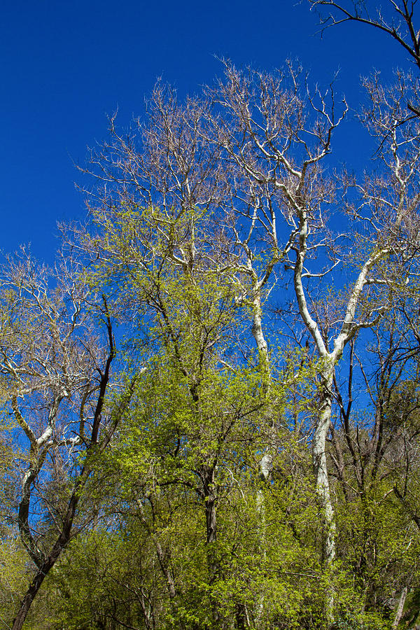 Spring Trees at Oak Creek Photograph by Bonnie Follett
