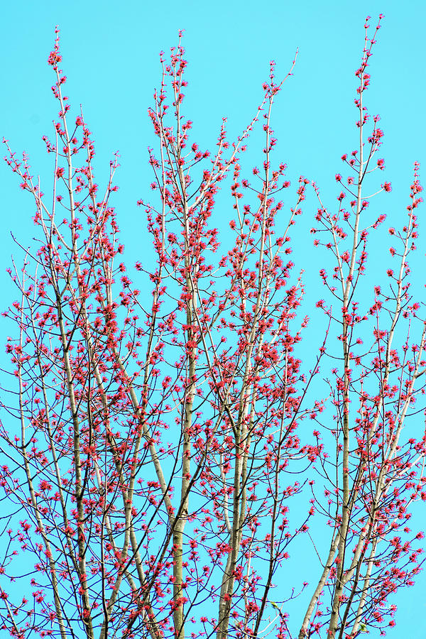 Spring Trees Photograph by Christina Rollo