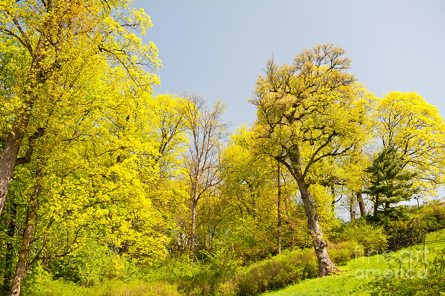 Spring Trees Foliage Vibrant Nature Photograph by Arletta Cwalina