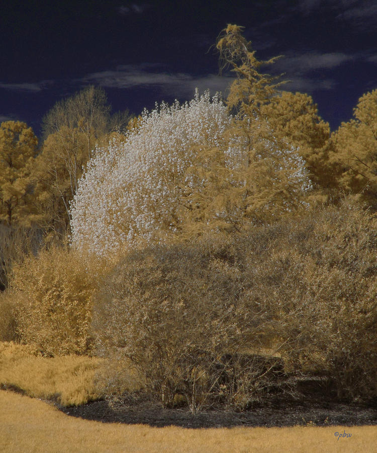 Spring Trees - Infrared Photograph by Paulette B Wright