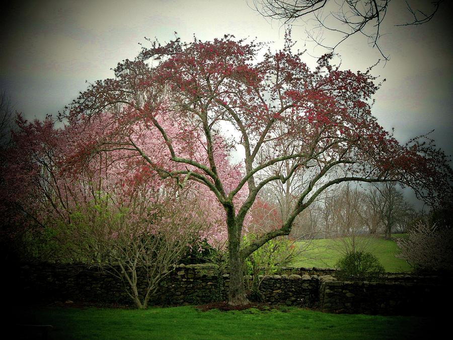Spring Trees Photograph by Joyce Kimble Smith