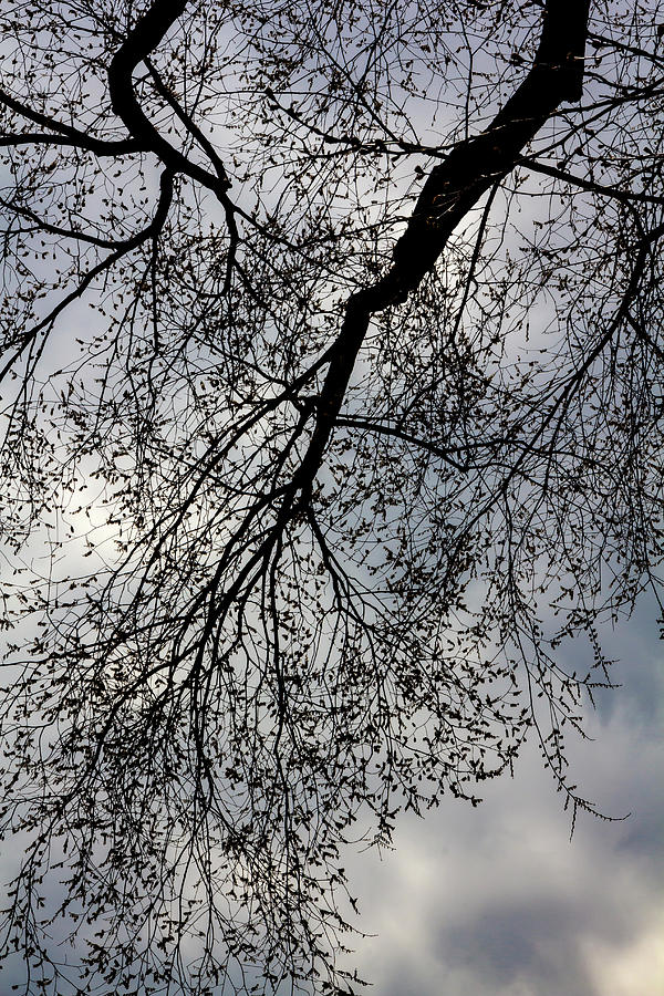 Spring Trees Leaves and Sky Photograph by Robert Ullmann