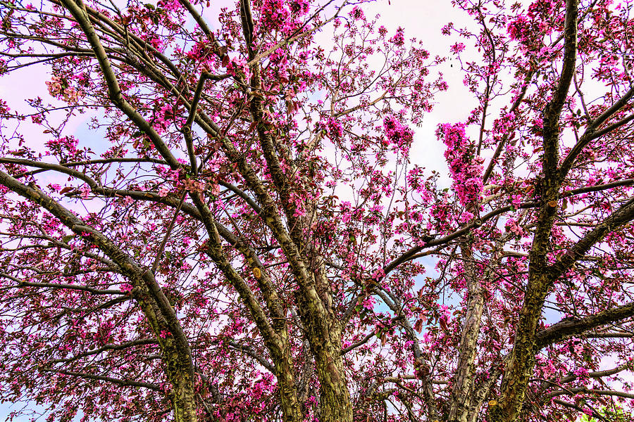 Spring Trees Pink Delight Photograph by James BO Insogna