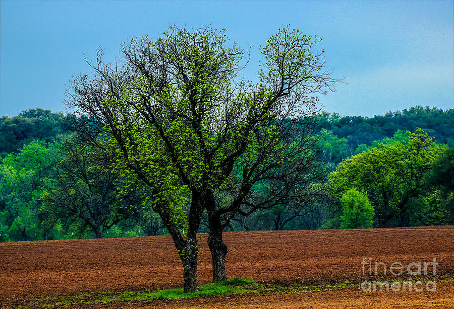 Spring Trees Photograph by Toma Caul