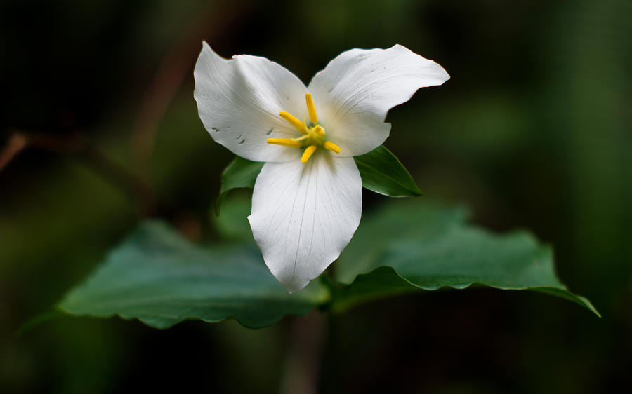 Spring Trillium Photograph by Greg Nyquist