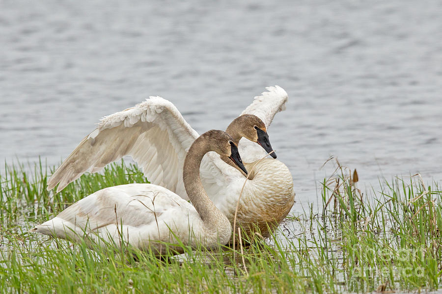 Spring Trumpeter Swan  Photograph by Natural Focal Point Photography