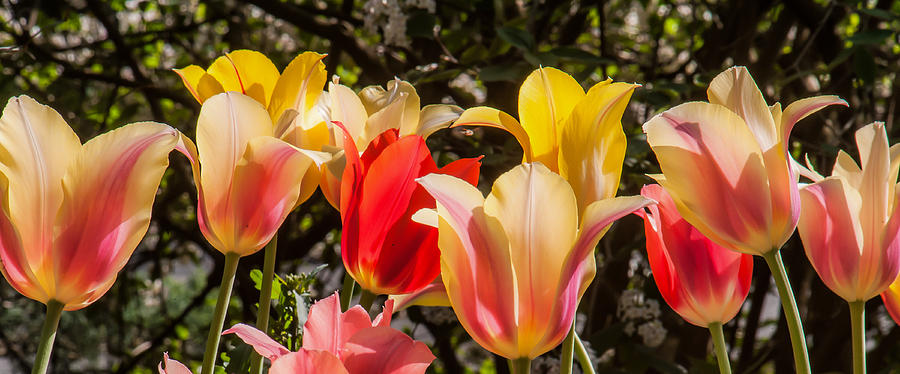 Spring Tuliips Photograph by Jim Moore