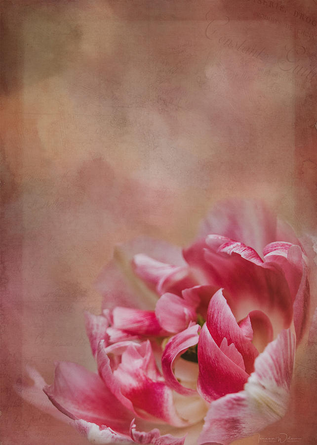 Spring Tulip - Blank Photograph