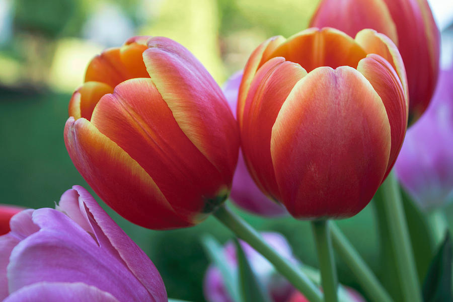 Spring Tulip Bouquet Photograph by Arlene Carmel