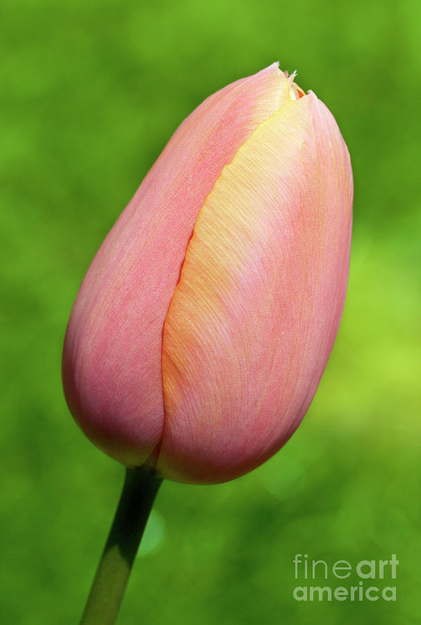 Spring Tulip Photograph by Bruce Block
