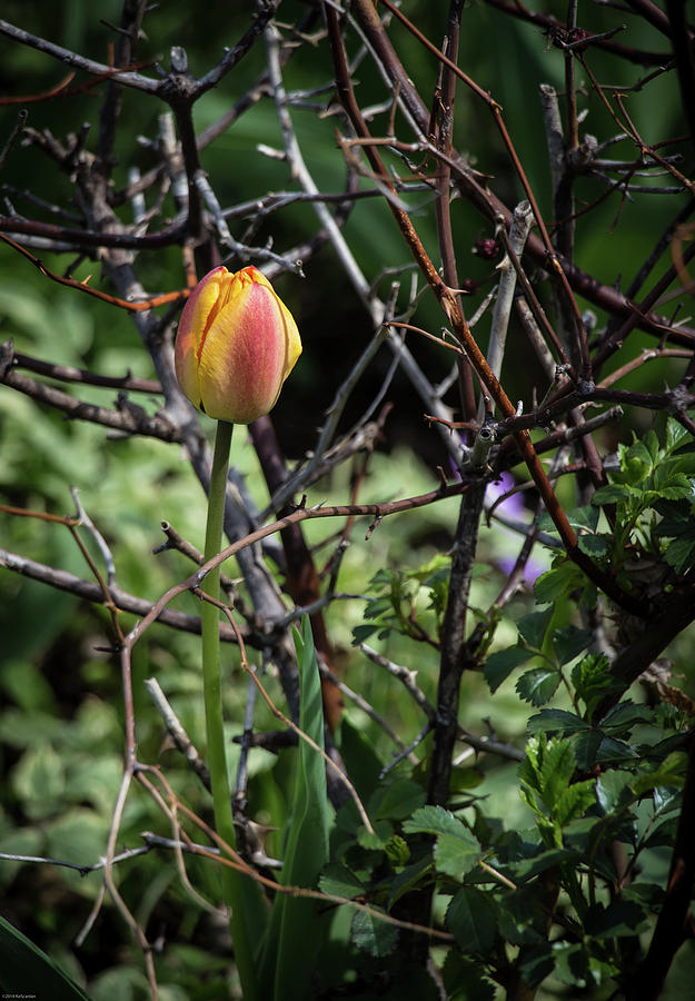 Spring Tulip Bud Photograph by Kathleen Scanlan