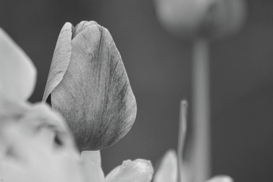 Spring Tulip Bw Photograph
