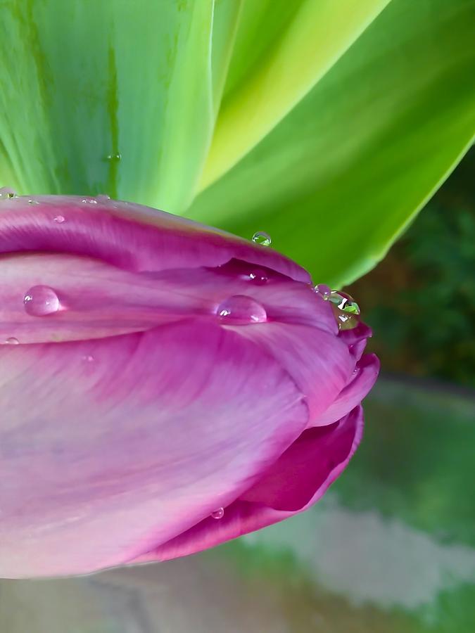 Spring Tulip Photograph by CG Abrams
