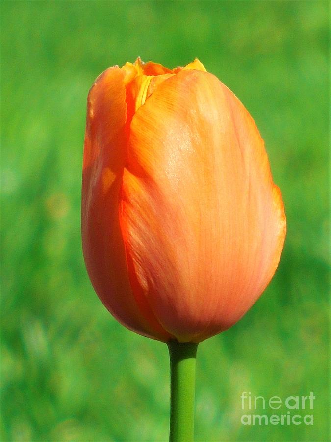 Spring Tulip Photograph by Chad and Stacey Hall