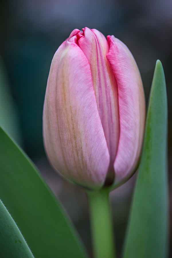 Spring Tulip Photograph by Dale Kincaid