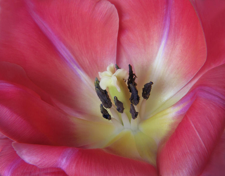 Spring Tulip Photograph by David and Carol Kelly