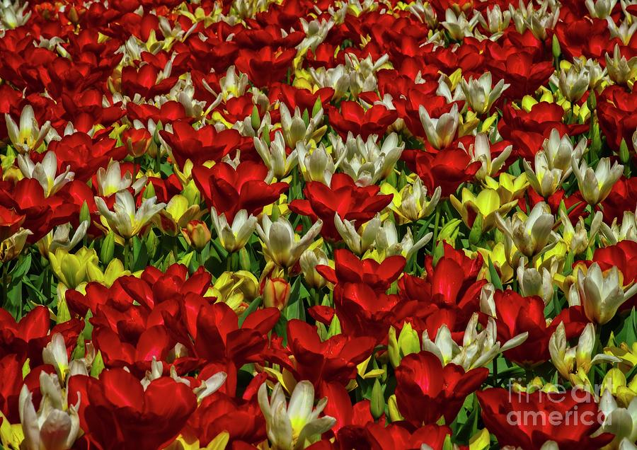 Spring Tulip Flowers Photograph by Martyn Arnold