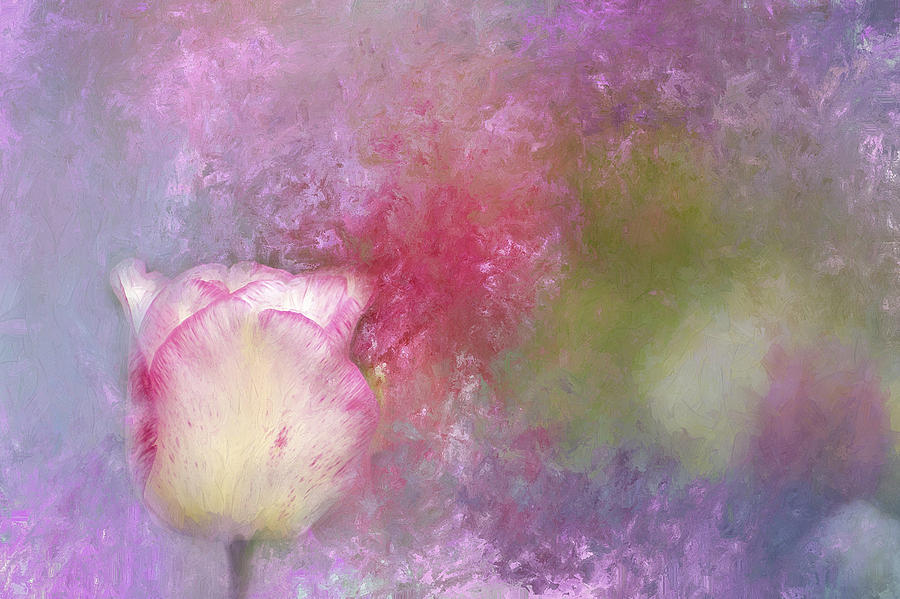 Spring Tulip Impression Photograph by Darren Fisher