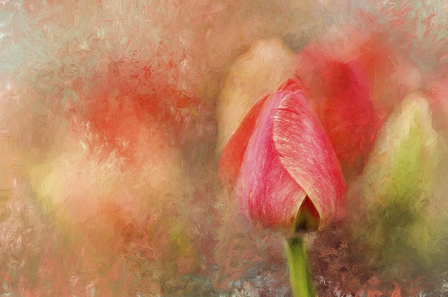 Spring Tulip ImpressionII Photograph by Darren Fisher