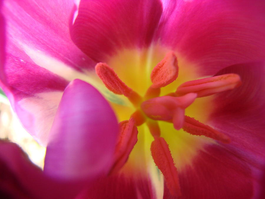 Spring Tulip Photograph by Liz Vernand