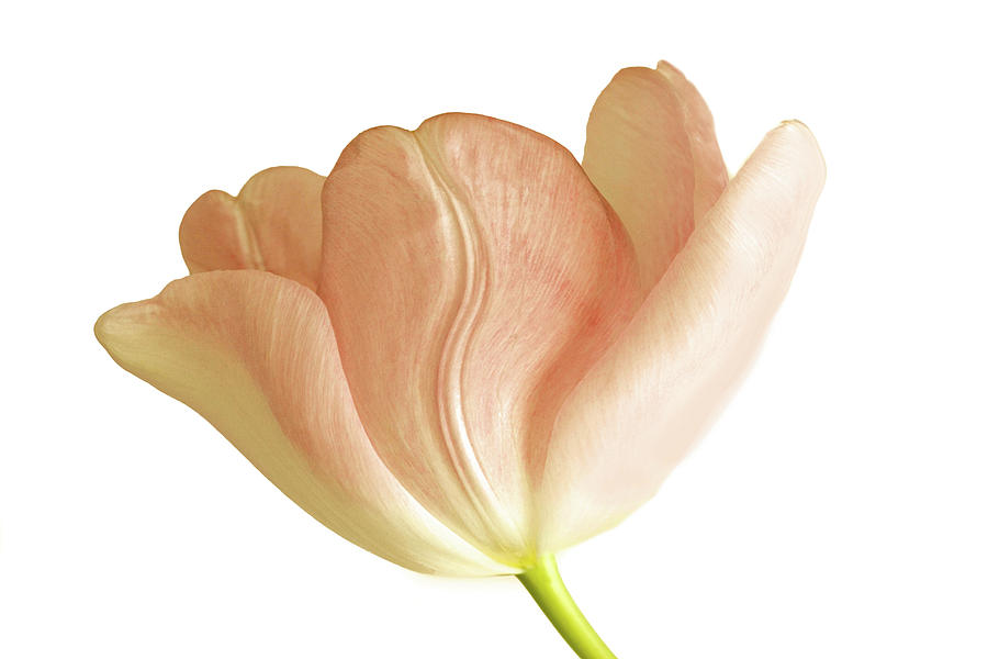 Spring Tulip on White Photograph by Cheryl Day