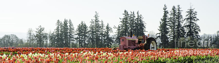 Spring Tulip Pano Photograph by Nick Boren