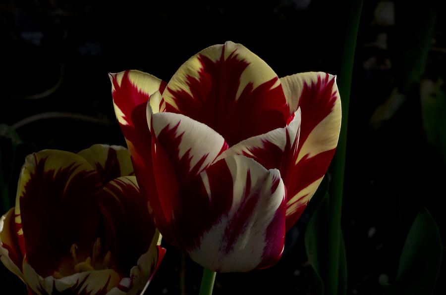Spring Tulip Photograph