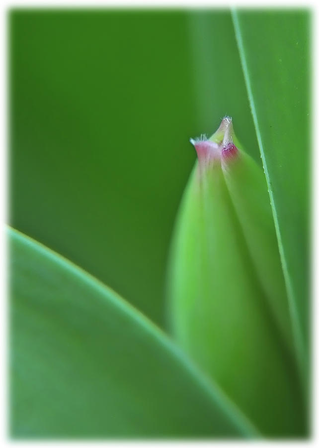 Spring Tulip Photograph by Susan Cliett