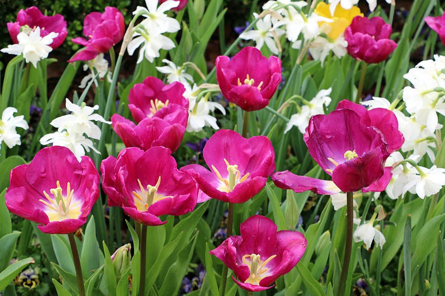 Spring Tulips 183 Photograph by Pamela Critchlow