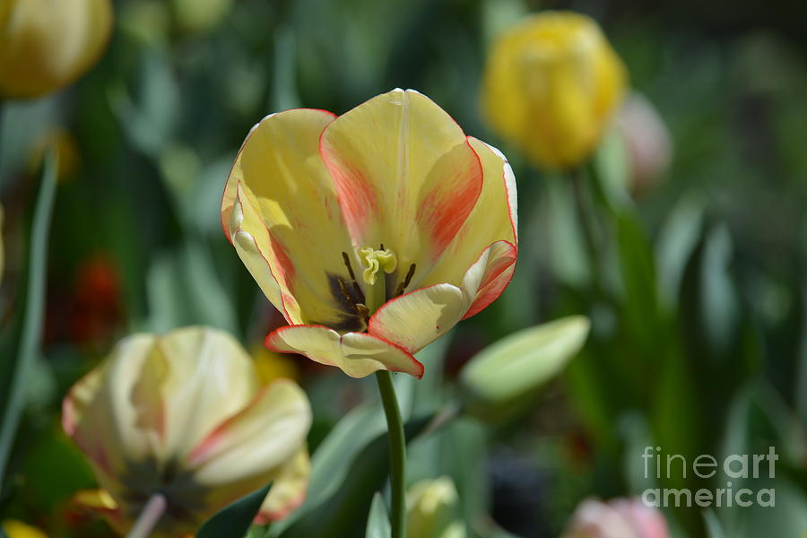 Spring Tulips 2016 Photograph by Maria Urso