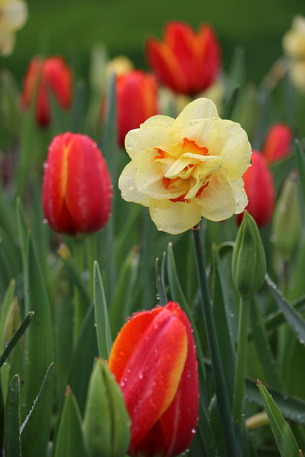 Spring Tulips 49 Photograph by Pamela Critchlow