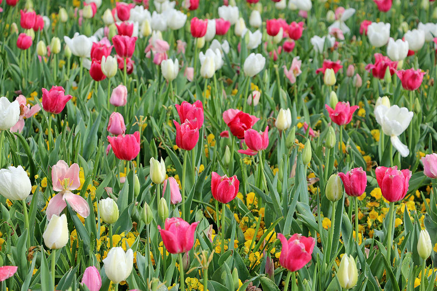 Spring Tulips 53 Photograph by Pamela Critchlow
