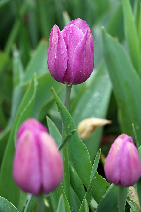 Spring Tulips 65 Photograph by Pamela Critchlow