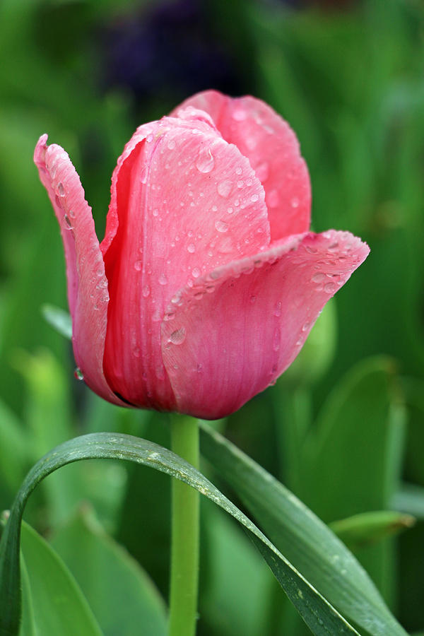 Spring Tulips 75 Photograph by Pamela Critchlow