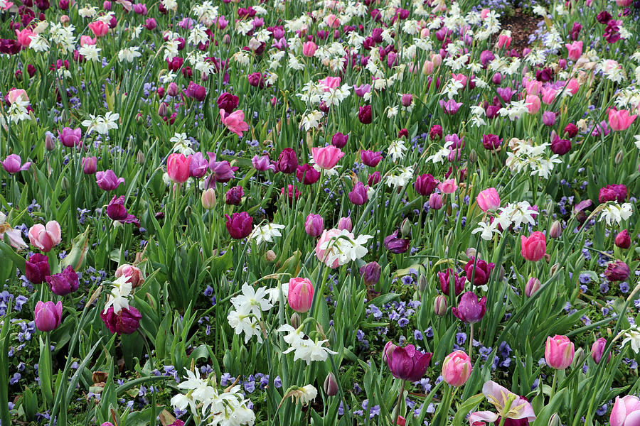 Spring Tulips 83 Photograph by Pamela Critchlow