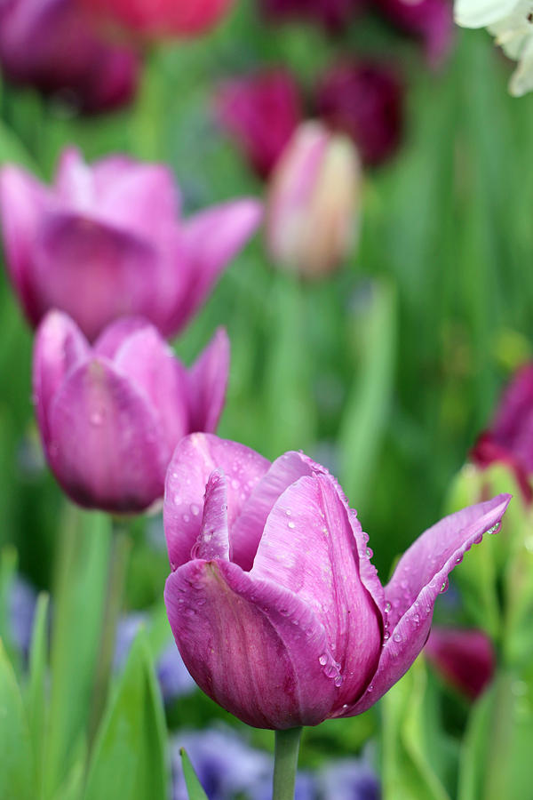 Spring Tulips 86 Photograph by Pamela Critchlow
