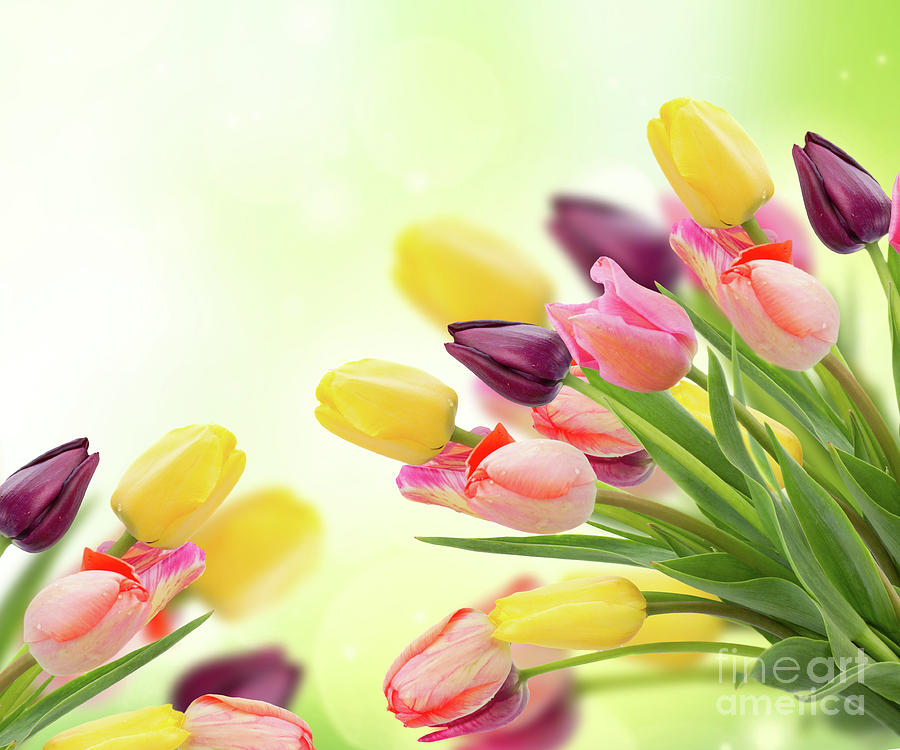 Spring Tulips  Photograph by Anastasy Yarmolovich