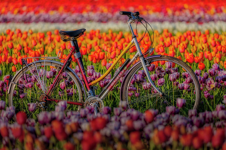 Spring Tulips and Bicycle Photograph by Susan Candelario