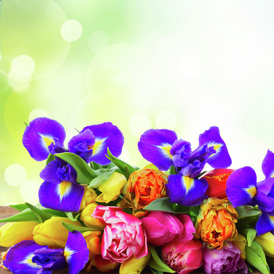 Spring Tulips and Irises Photograph by Anastasy Yarmolovich