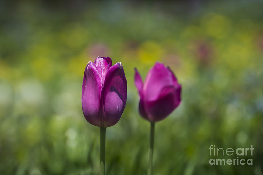 Spring Tulips Photograph by Andrea Silies